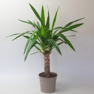 Yucca 13cm Pot