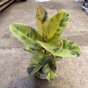 Ficus Shivereana 13cm Pot