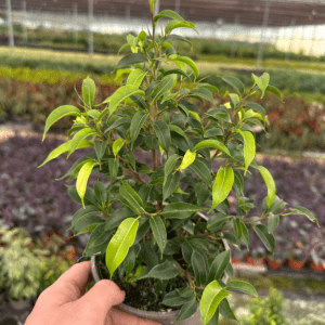 Ficus Natasha 13cm Pot