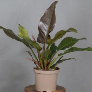 Philodendron Autumn Falls 3L pot