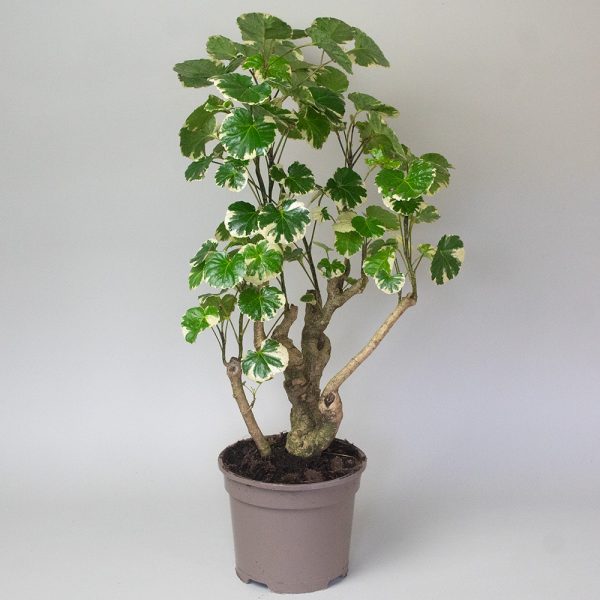Polyscias Balfouriana 2L