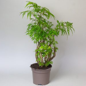 Polyscias Filicifolia 2L Pot