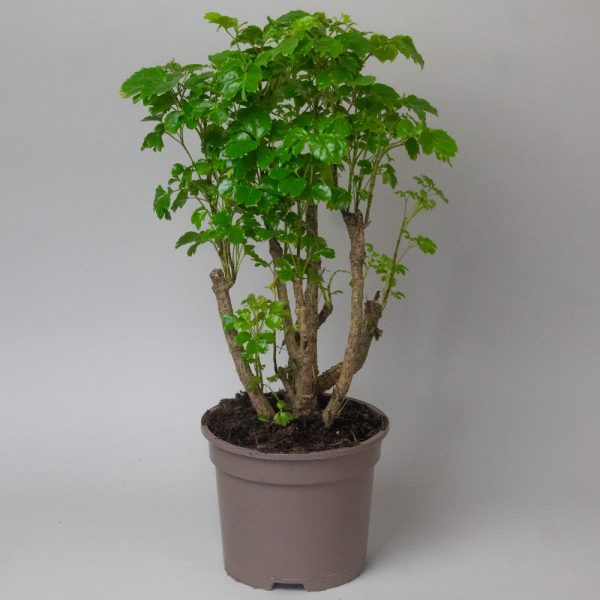 Polyscias Balfouriana Butterfly 2L Pot