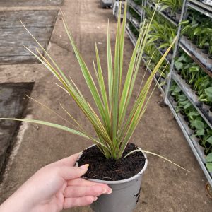 Dracaena Marginata Tricolour Tip 13cm pot