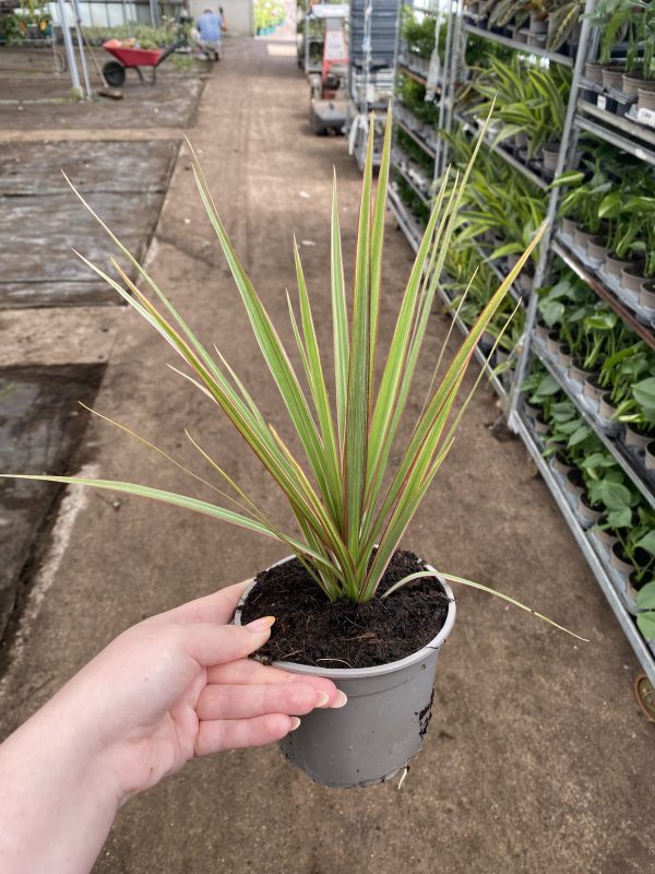 Dracaena Marginata Tricolour Tip 13cm pot