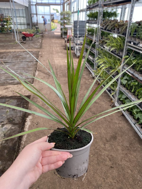 Dracaena Marginata Tip 13cm pot