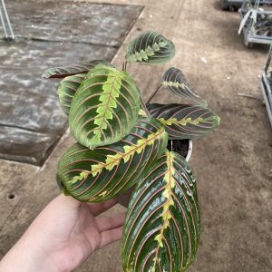 Maranta Red Vein 13cm pot