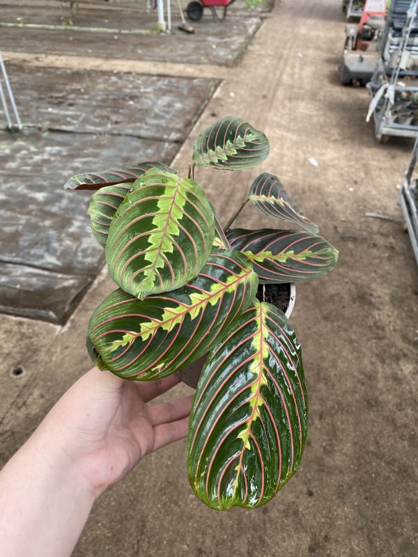 Maranta Red Vein 13cm pot
