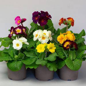 Polyanthus Mixed 10.5cm pot - Care label not included