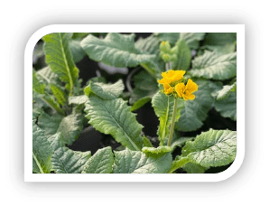 Primula Veris (Cowslip) 10.5cm