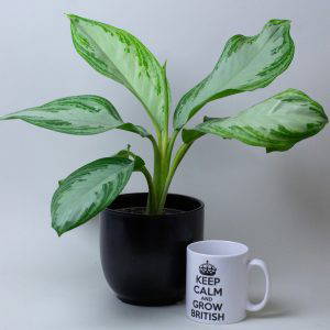 Aglaonema Silver Bay 13cm Pot