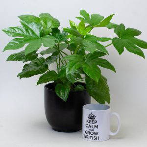 Aralia Japonica 13cm Pot