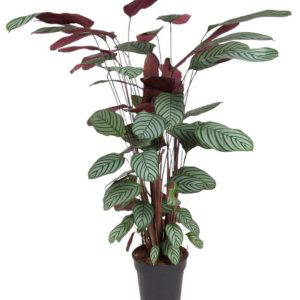 Calathea Oppenheimiana 2L