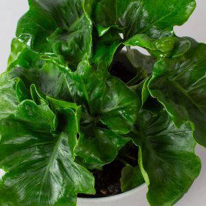 Philodendron Atom 15cm Pot